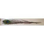 Single Peacock Feather